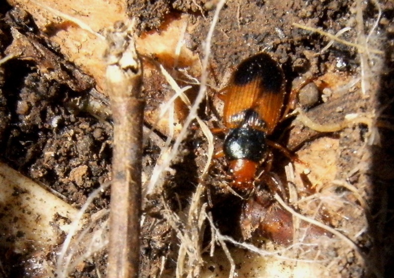 Piccolo carabidae multicolore - Diachromus germanus